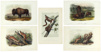 Nearly Complete set of plates from Quadrupeds of North America Volume II