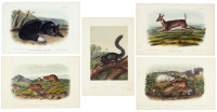 Nearly Complete set of plates from Quadrupeds of North America Volume III