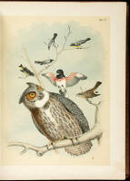 Studer's Popular Ornithology. The Birds of North America: Drawn and Colored from Life by Theodore Jasper, M.D