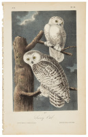 The Snowy Owl