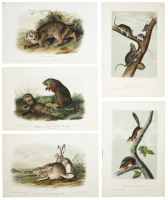 Complete set of plates from Quadrupeds of North America Volume I