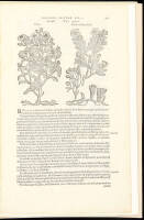 A Leaf from the 1583 Rembert Dodoens Herbal printed by Christopher Plantin