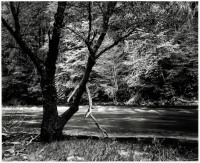 Tree and Dogwood, Evening, Near the Gates of the Valley, Yosemite
