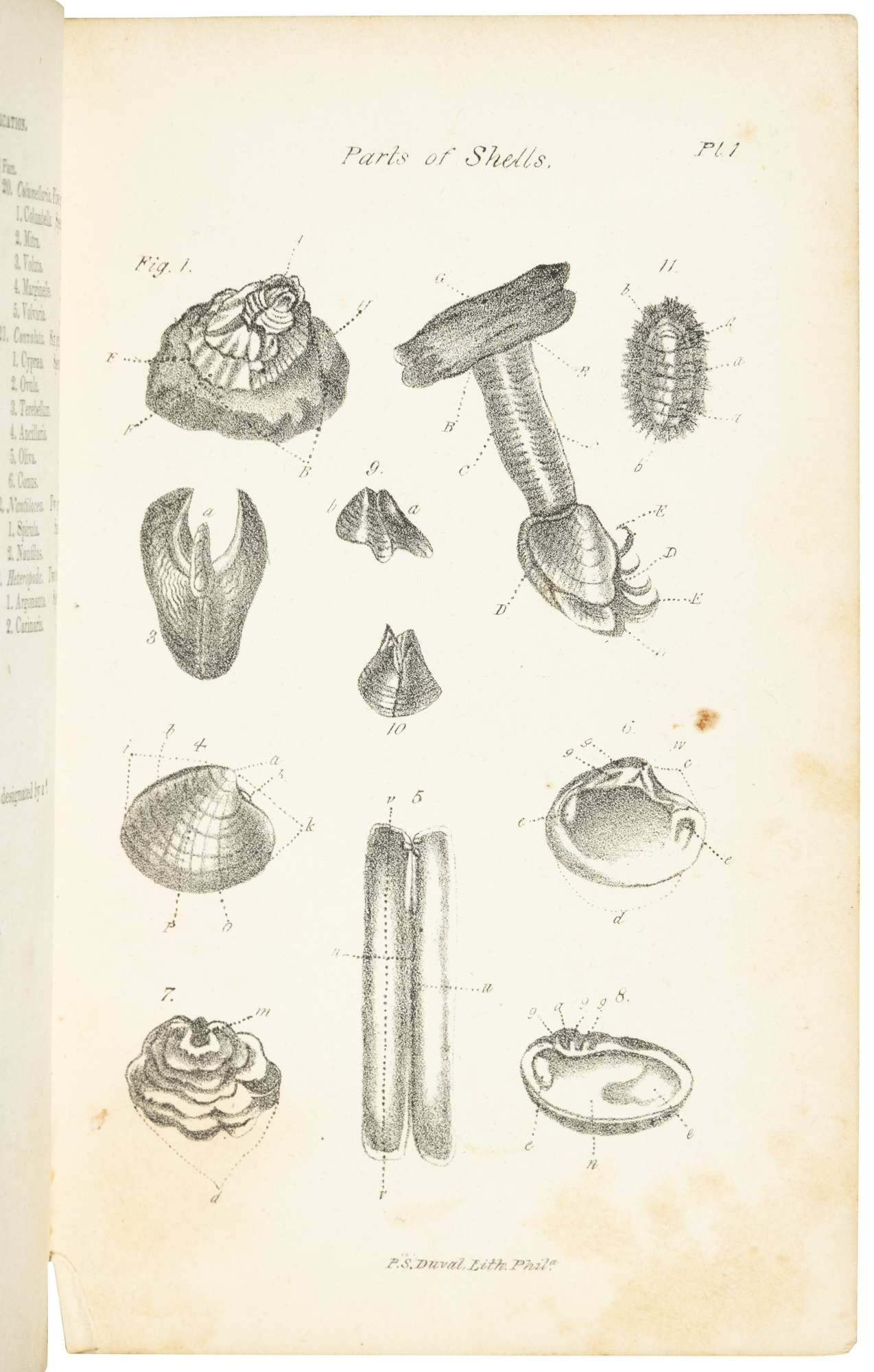 Human Testaceous The Conchologist's First Book: A System of Testaceous Malacology...