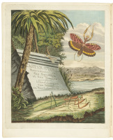 Natuurlijke... Afbeeldingen en Beschrijvingen der Spoken, Wandelende Bladen... /Representation exactement colore d'apres nature des Spectres ou Phasmes, des Mantes, des Sauterelles, des Grillons, des Criquets et des Blattes....