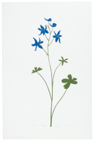Larkspur