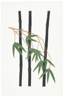 Bamboo