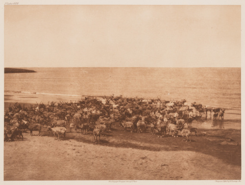 Reindeer &ndash; Nunivak