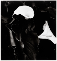 Calla Lilies