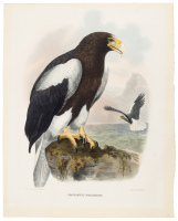 Haliaetus Pelagicus - Steller's Sea Eagle