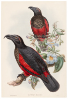 Dasyptilus Pesqueti