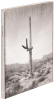 Saguaros