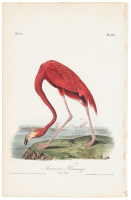 American Flamingo - Adult Male