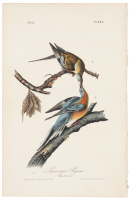 Passenger Pigeon