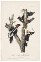 Ivory-Billed Woodpecker