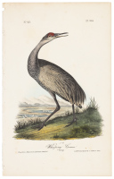 Whooping Crane