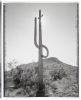 Saguaros - 3