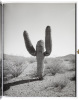 Saguaros - 4
