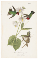 Anna Humming bird