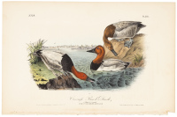 Canvass Back Duck [Canvas-Backed Duck]