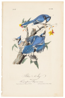 Blue Jay