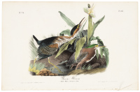 Green Heron