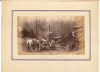 Redwood and Lumbering in California Forests - 3