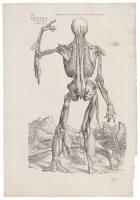 Original printed leaf from the first edition of De humani corporis fabrica, with full-page anatomical woodcut
