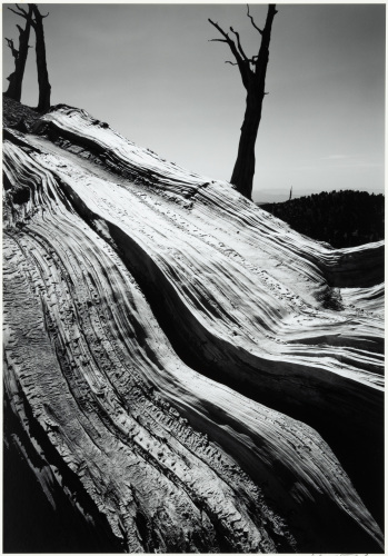 Campito Mountain #26