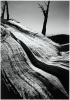 Campito Mountain #26
