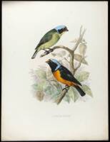 The Birds of Haiti and San Domingo