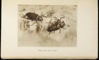 Souvenirs Entomologiques (ten volume set) plus La Vie de J.H. Fabre