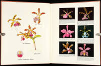 The Brazilian Bifoliate Cattleyas and Their Color Varieties: Their Speciation, Distribution, Literature, and Cultivation - A Monographic Revision