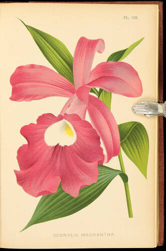 Le Livres de Orchid&eacute;es