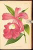 Le Livres de Orchid&eacute;es