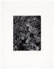 Four gelatin silver prints by Bob Werling - 5