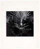 Four gelatin silver prints by Bob Werling - 6
