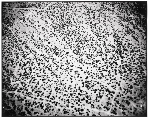 New Mexico White, 1994
