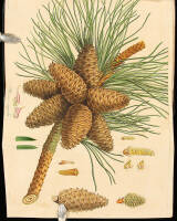A Description of the Genus Pinus, With Directions Relative to the Cultivation, and Remarks on the Uses of the Several Species: Also Description of Many Other New Species of the Family of Coniferae.