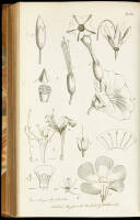 Letters on the Elements of Botany. Addressed to a Lady. By the celebrated J.J. Rousseau. Translated into English, with notes, and twenty-four additional letters, fully explaining the system of Linnaeus