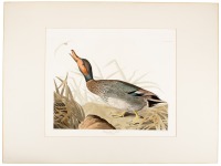 Bemaculated Duck, Anas Glocittans, Young Male in December
