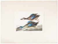 Blue Winged Teal, Anas Discors L - Plate CCCXIII