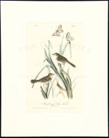 Macgillivray's Shore-Finch from The Birds of America