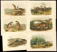 Collection of lithographs from Quadrupeds of North America