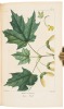 Histoire des Arbres Forestiers de l'Amerique Septentrionale - 9