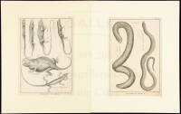 Engraved plates of snakes from Histoire Naturelle