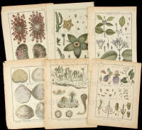 67 engraved plates from Histoire Naturelle