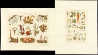 Collection of botanical prints