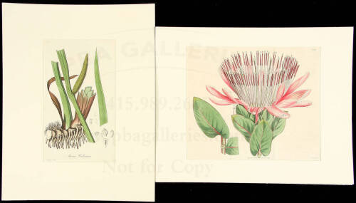 Collection of hand-colored botanical engravings