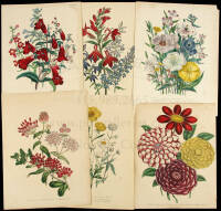 Collection of nine botanical chromolithographs